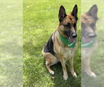 Small German Shepherd Dog Mix