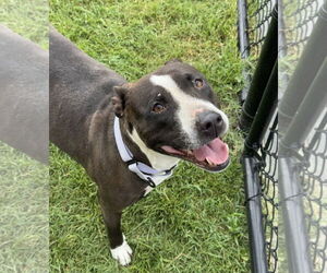 American Pit Bull Terrier-Unknown Mix Dogs for adoption in Millersville, MD, USA