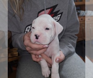 Boxer Puppy for sale in ROLLA, MO, USA