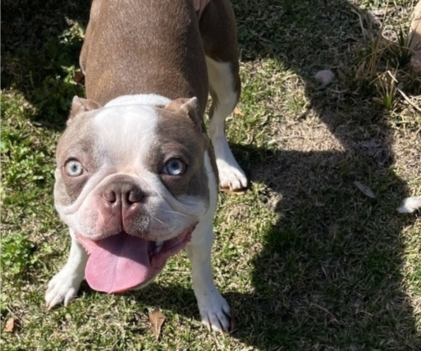 Medium Photo #1 Boston Terrier Puppy For Sale in CLEVELAND, TX, USA