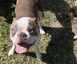 Small Photo #1 Boston Terrier Puppy For Sale in CLEVELAND, TX, USA