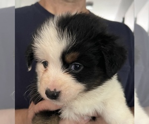 Miniature American Shepherd Puppy for Sale in GRISWOLD, Connecticut USA