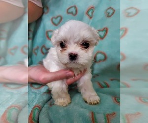 Shih Tzu Puppy for sale in SPENCER, IN, USA