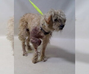 Gimpy - Male Poodle (Miniature)-Unknown Mix Dog for Adoption - Photo #3