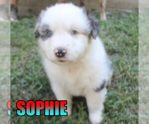 Australian Shepherd Puppy for sale in jasper, AR, USA
