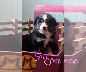 Miniature Australian Shepherd Puppy for sale in THOMSON, GA, USA