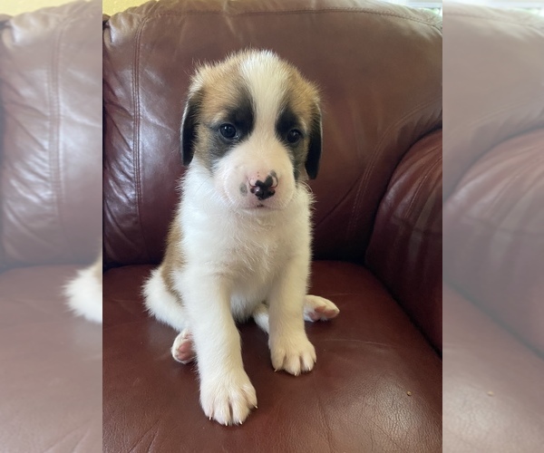 Medium Photo #15 Saint Berdoodle-Saint Bernard Mix Puppy For Sale in BEAVER FALLS, PA, USA