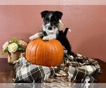 Small Photo #2 Miniature Schnauzzie Puppy For Sale in RICHLAND, MO, USA