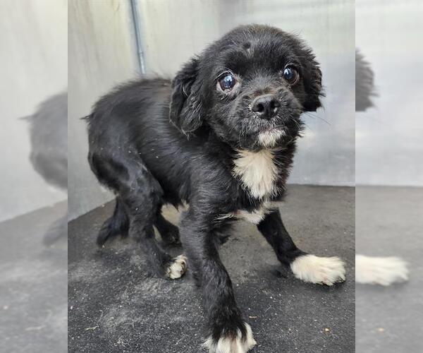 Medium Photo #1 Mutt Puppy For Sale in San Antonio, TX, USA