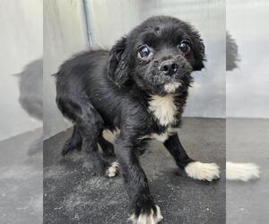 Mutt Dogs for adoption in San Antonio, TX, USA