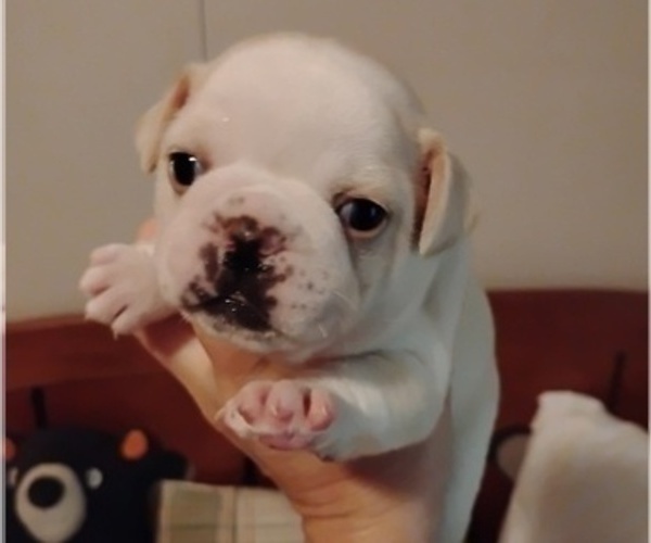 Medium Photo #2 Frenchie Pug Puppy For Sale in NEW WAVERLY, TX, USA