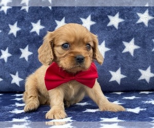 Golden Retriever Puppy for sale in LANCASTER, PA, USA