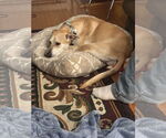 Small #4 Labrador Retriever Mix
