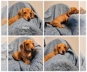 Dachshund Puppy for sale in OTTO, NC, USA