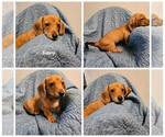 Image preview for Ad Listing. Nickname: AKC Buttercup