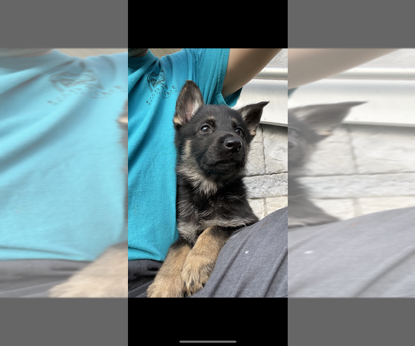 Medium Photo #1 German Shepherd Dog Puppy For Sale in HAMBURG, NY, USA