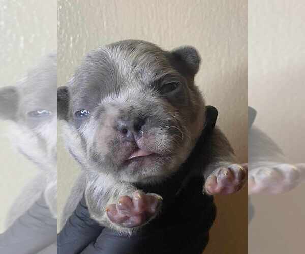 Medium Photo #3 French Bulldog Puppy For Sale in CORDOVA, TN, USA
