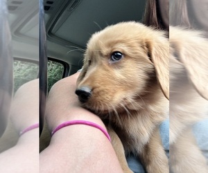 Golden Retriever Puppy for sale in YELM, WA, USA