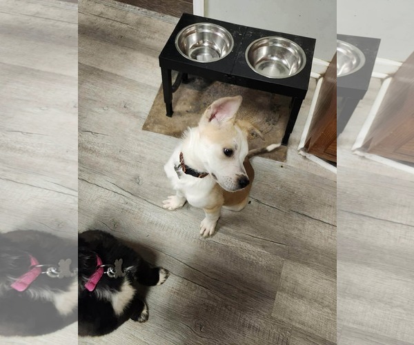 Medium Photo #3 Mutt Puppy For Sale in Holly Springs, NC, USA