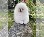 Small #10 Miniature Spitz