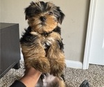 Small #1 Yorkshire Terrier
