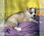 Small Photo #17 Siberian Husky Puppy For Sale in DEARBORN, MO, USA