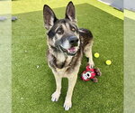 Small #1 German Shepherd Dog