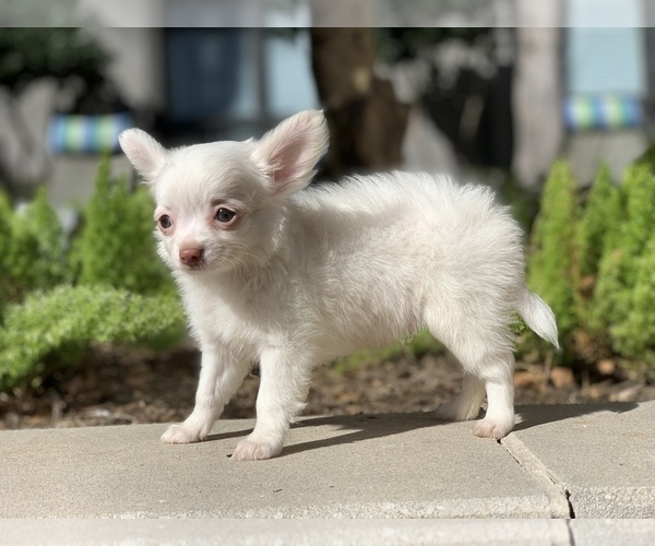 Medium Photo #7 Chihuahua Puppy For Sale in HOUSTON, TX, USA