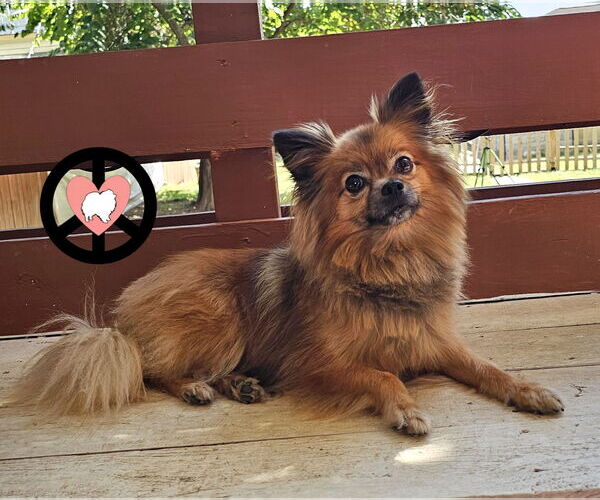 Medium Photo #4 Pomeranian Puppy For Sale in Lebanon, PA, USA