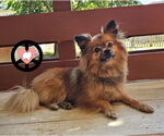 Small #3 Pomeranian