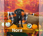 Small Photo #5 Labrador Retriever-Unknown Mix Puppy For Sale in Holly Springs, NC, USA