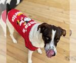 Small #7 German Shorthaired Pointer Mix