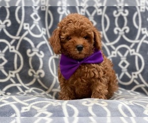 Poodle (Toy) Puppy for sale in LAKELAND, FL, USA