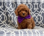 Small Photo #1 Poodle (Toy) Puppy For Sale in LAKELAND, FL, USA