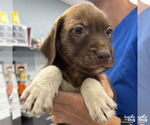 Small #1 Labrador Retriever Mix