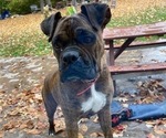 Small Photo #2 Boxer Puppy For Sale in ORRVILLE, OH, USA