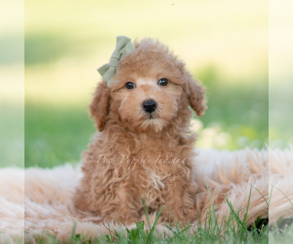 Medium Photo #18 Goldendoodle (Miniature) Puppy For Sale in WARSAW, IN, USA