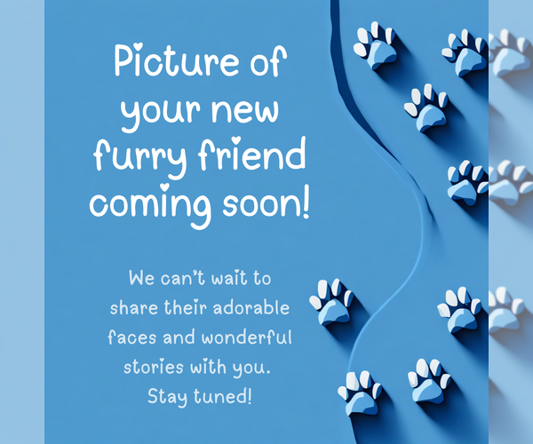 Medium Photo #1 Brazilian Mastiff Puppy For Sale in Jasper, AL, USA