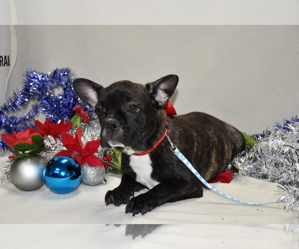 Medium Photo #1 French Bulldog Puppy For Sale in ROSEVILLE, IL, USA