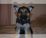 Small #1 Alaskan Malamute-German Shepherd Dog Mix
