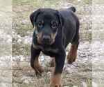 Puppy Archer Doberman Pinscher
