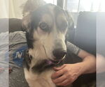 Small #2 Huskies  Mix