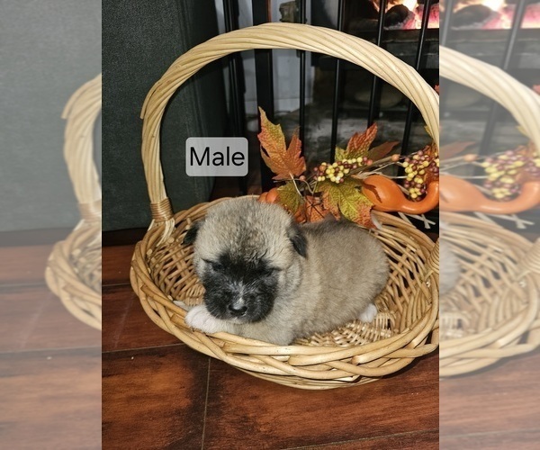 Medium Photo #12 Akita Puppy For Sale in ROSEVILLE, CA, USA