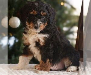 Bernedoodle (Miniature) Puppy for sale in NEW HOLLAND, PA, USA