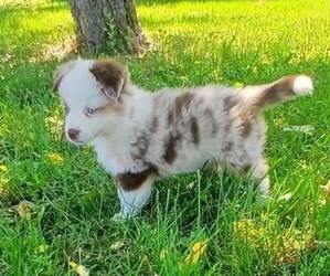 Miniature Australian Shepherd Puppy for sale in MILTON, WI, USA