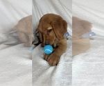 Small #3 Golden Retriever