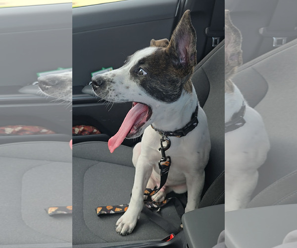 Medium Photo #2 Mutt Puppy For Sale in Coralville, IA, USA