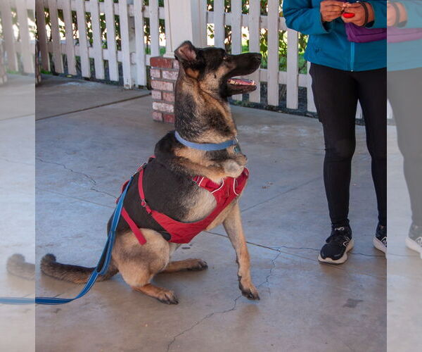 Medium Photo #5 German Shepherd Dog-Unknown Mix Puppy For Sale in San Jose, CA, USA