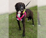 Small #2 Border Collie Mix