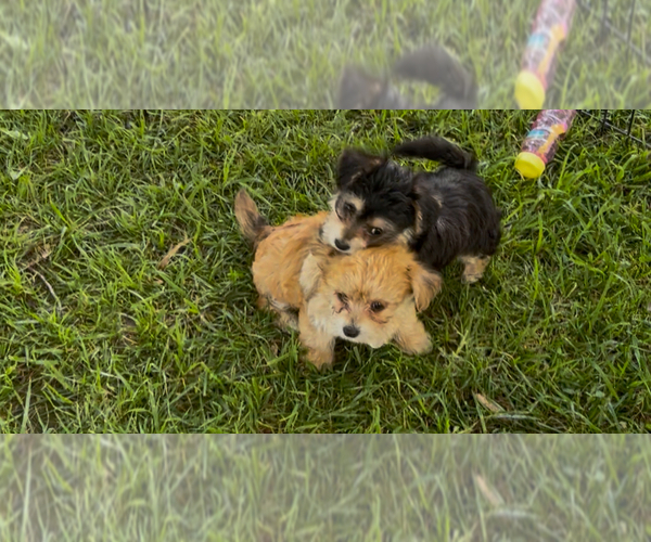 Medium Photo #5 Yo-Chon Puppy For Sale in MOUNT PLEASANT, MI, USA